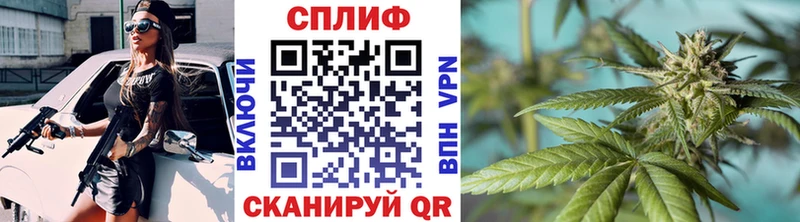 где купить наркоту  Жиздра  Марихуана ГИДРОПОН 